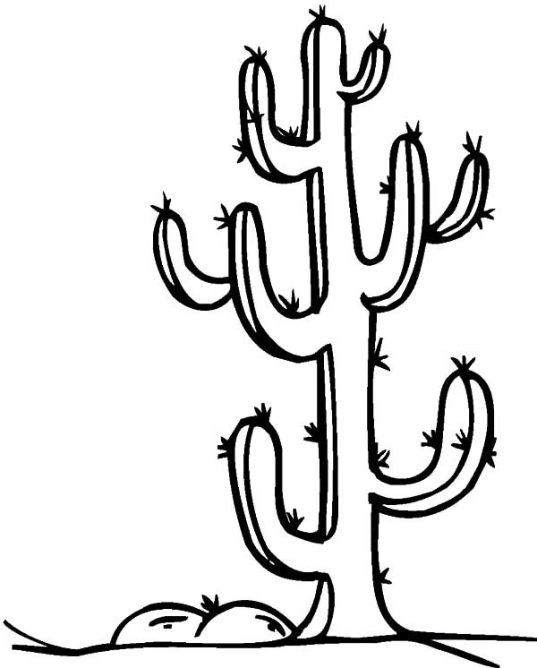 cactus images coloring pages - photo #49